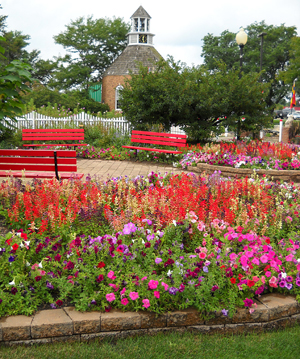 Summer Flowers