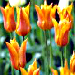 tulips in bloom