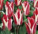 tulips in bloom