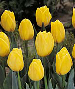 tulips in bloom