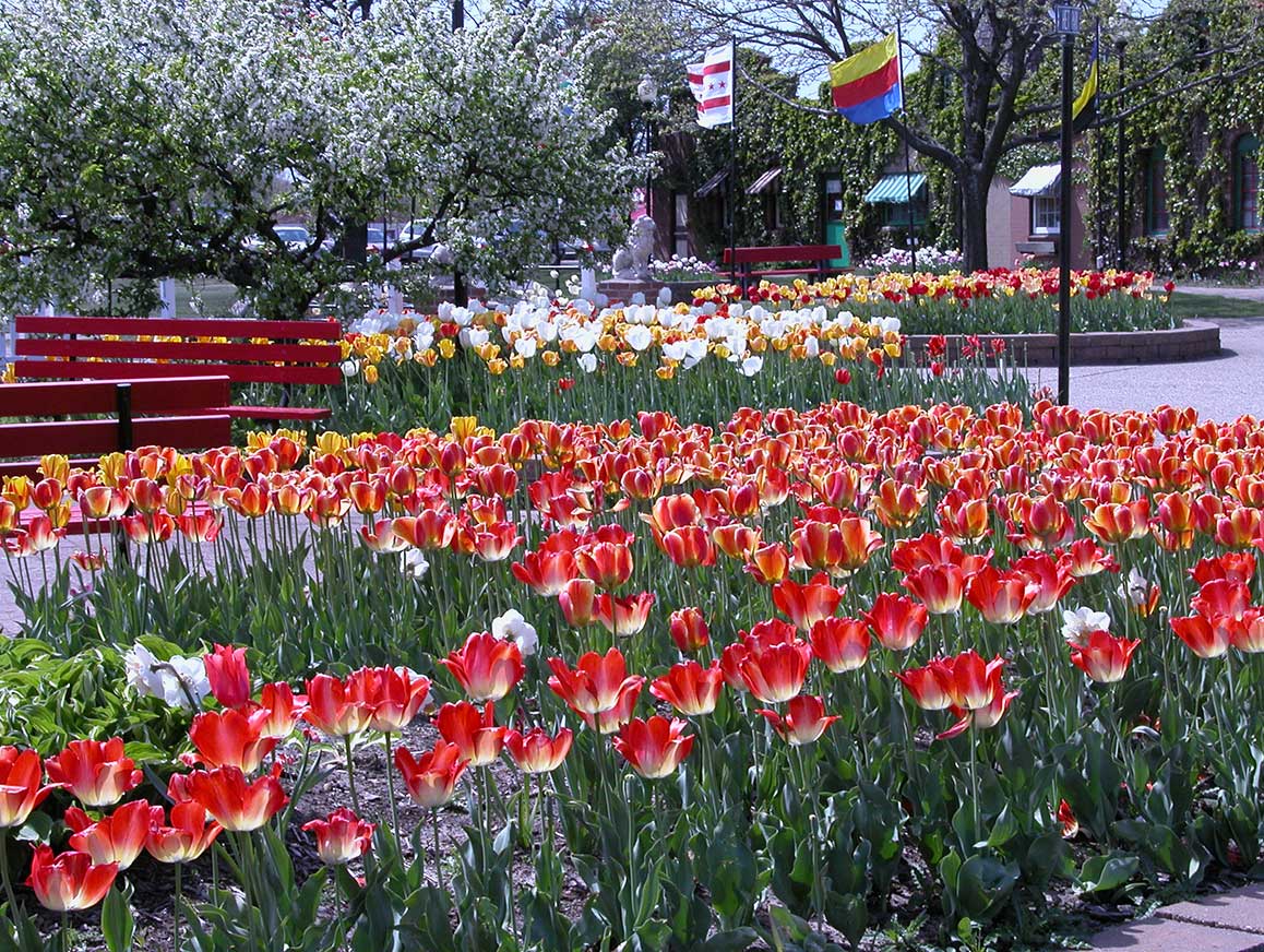 Tulip Time is a beautiful time at Dutch Village in Holand